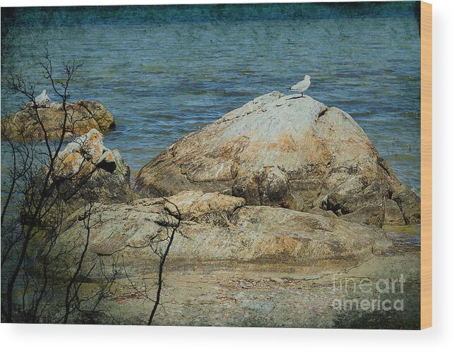 Rocks Wood Print featuring the photograph Seagull on a Rock by Elaine Teague