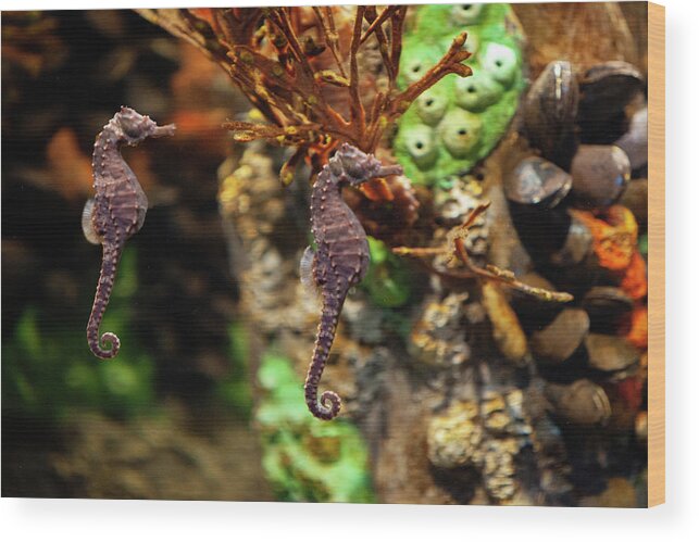 Photograph Wood Print featuring the photograph Seahorses by George Pennington