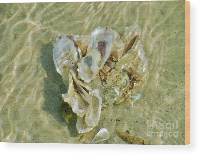 Refraction Wood Print featuring the photograph Seashells Seawater Shallows by Debra Banks