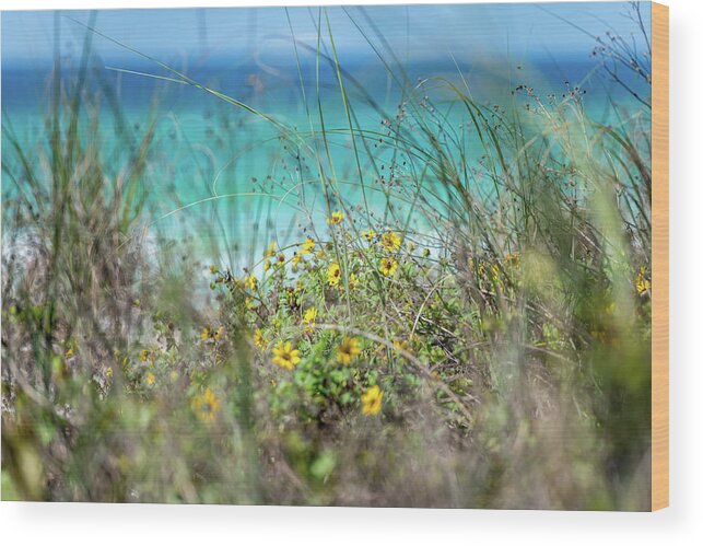 Sowal Wood Print featuring the photograph Seaside Wildflowers by Kurt Lischka