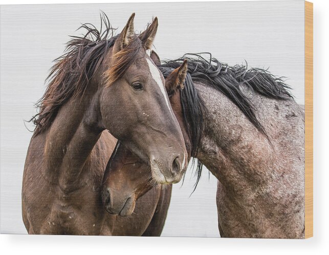 Wild Horses Wood Print featuring the photograph Secrets by Mary Hone
