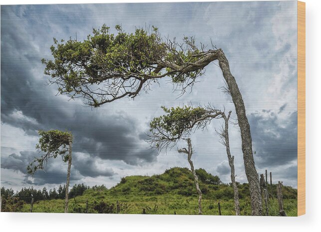 Trees Wood Print featuring the photograph Self-seeking trees by Micah Offman