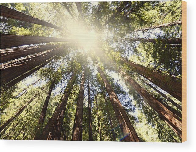 Sequoia Tree Wood Print featuring the photograph Sequoia Forest by Lisa-Blue