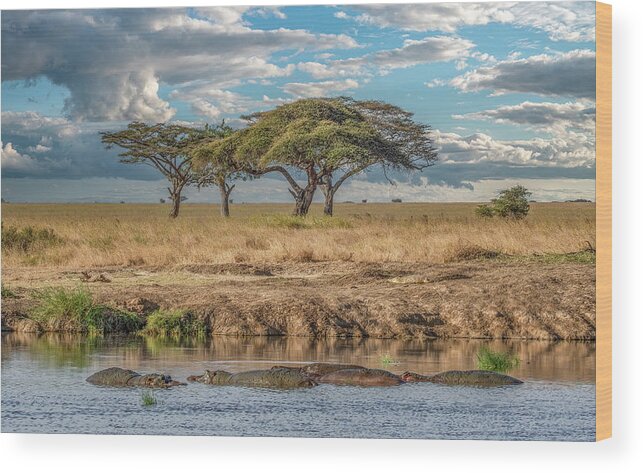 Tanzania Wood Print featuring the photograph Serengeti Evening by Marcy Wielfaert