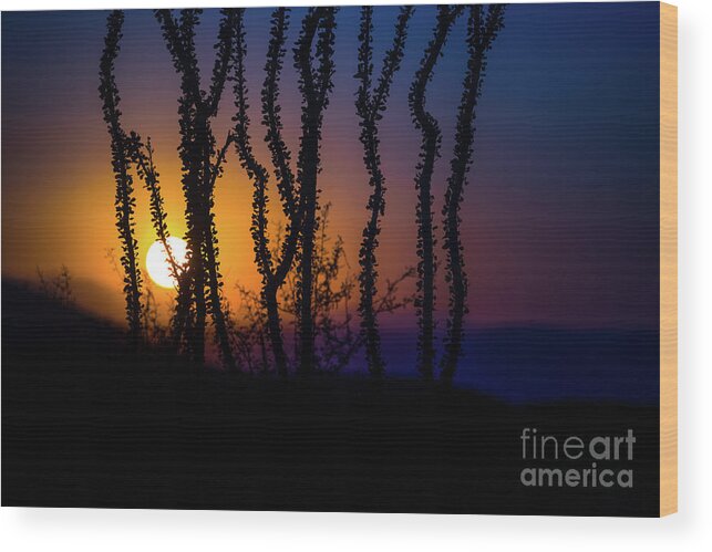 Sun Wood Print featuring the photograph Setting Sun by Lisa Manifold