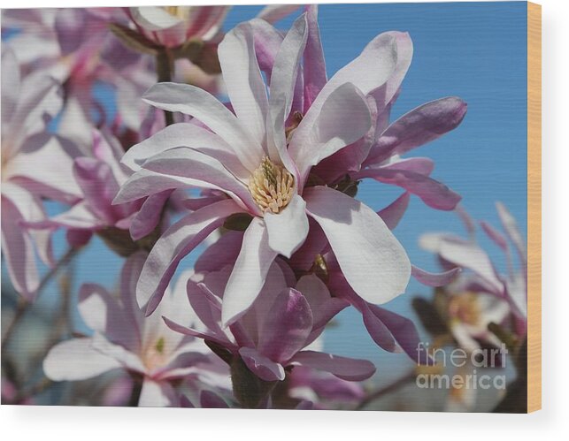 Loebner Magnolia Wood Print featuring the photograph Shades of Pink Magnolia by Carol Groenen