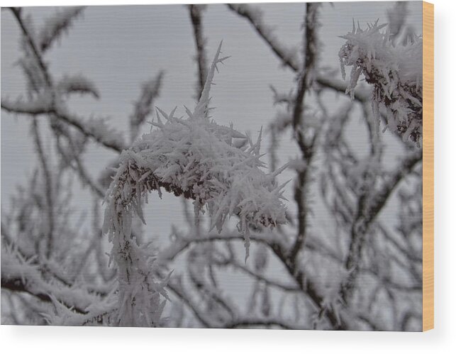 Winter Wood Print featuring the photograph Shards Of Rime Ice by Dale Kauzlaric