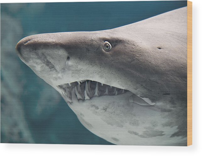 Underwater Wood Print featuring the photograph Shark fish by S1murg