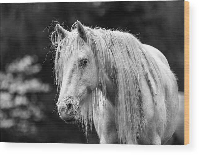 Black And White Wood Print featuring the photograph Shawnee Mare and Dogwoods by Holly Ross