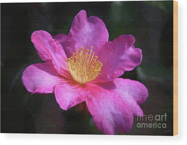 Floral Art Wood Print featuring the photograph Shishi Gashira Camellia by Diana Mary Sharpton