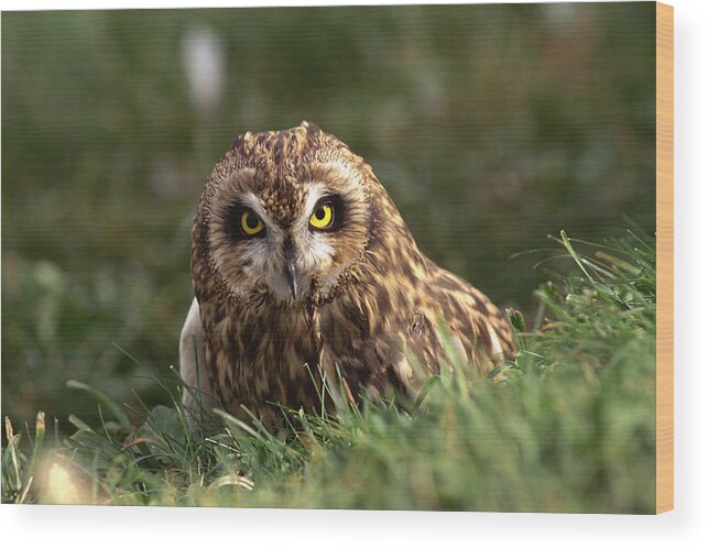 Grass Wood Print featuring the photograph Short-Eared Owl by Comstock Images