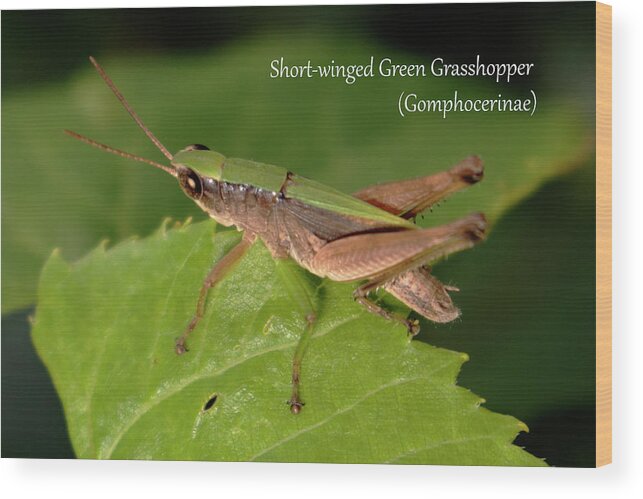 Nature Wood Print featuring the photograph Short-winged Green Grasshopper by Mark Berman