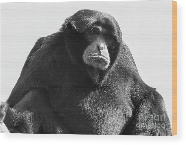 Siamang Wood Print featuring the photograph Siamang Portrait in Black and White by Bentley Davis