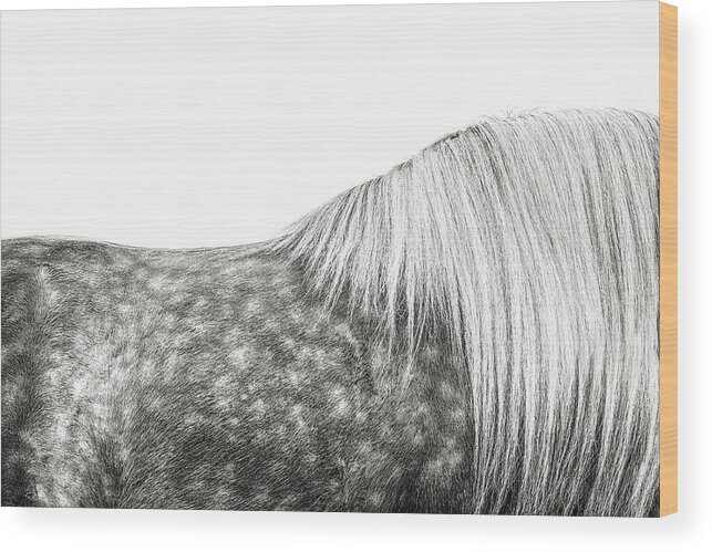 Photographs Wood Print featuring the photograph Silver Dapples - Horse Art by Lisa Saint