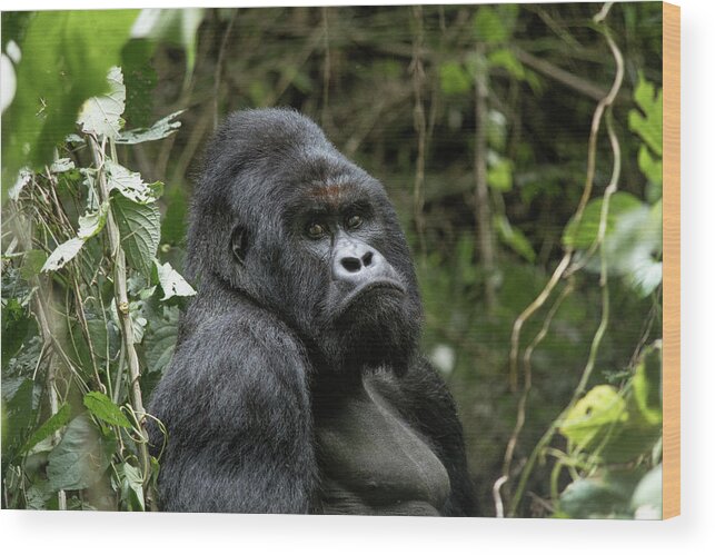 Silverback Wood Print featuring the photograph Silverback by Nicholas Phillipson