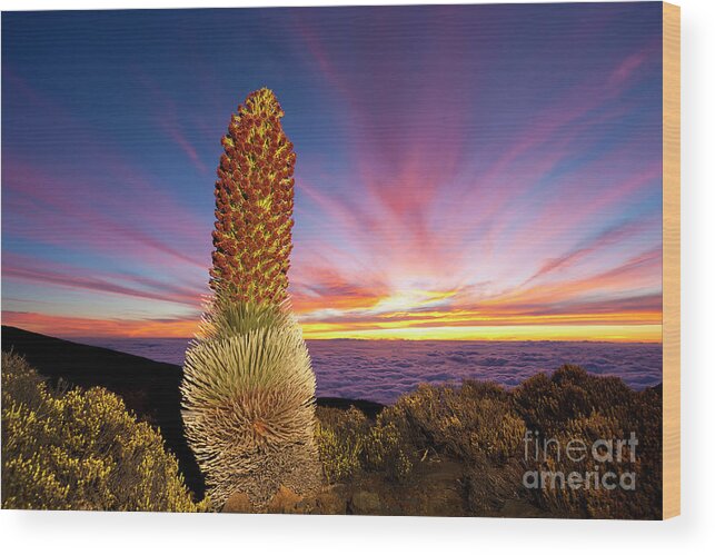 Silversword Wood Print featuring the photograph Silversword At Sunset by David Olsen