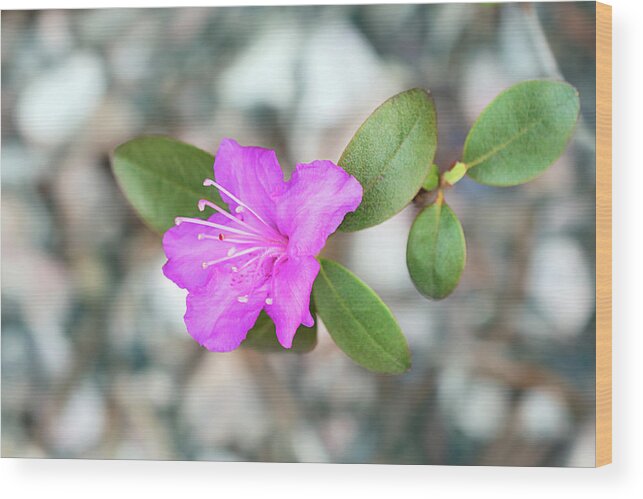 Single Bloom Flower Wood Print featuring the photograph Single Bloom Purple Rhododendron Blossom by Gwen Gibson