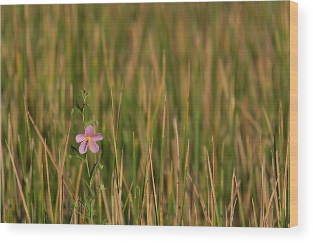 Blooming Wood Print featuring the photograph Single Flower Among Wetland Grasses by Charles Floyd