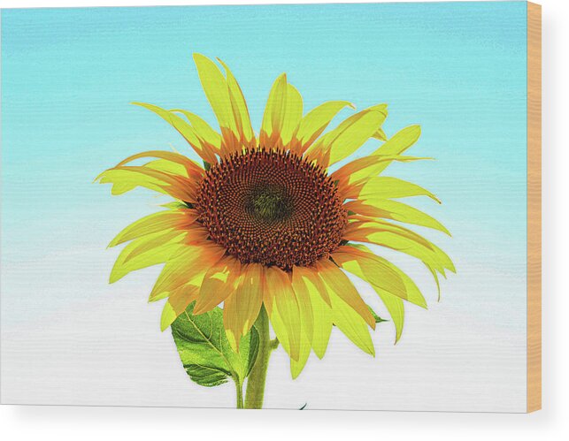 Flower Wood Print featuring the photograph Single sunflower by Martin Smith