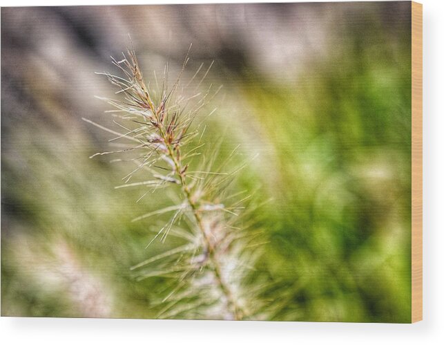 Photo Wood Print featuring the photograph Singular Blade of Grass by Evan Foster