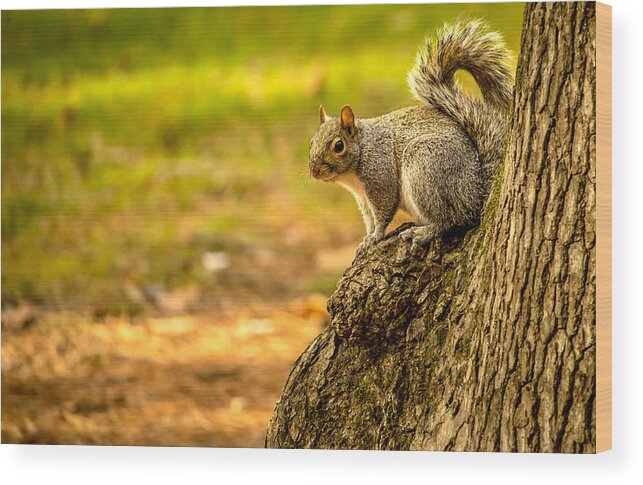 Mammal Wood Print featuring the photograph Sitting Squirrel by Rick Nelson