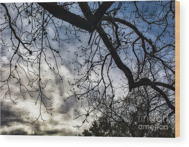Tree Wood Print featuring the photograph Sky Trees Birds by Glen Carpenter