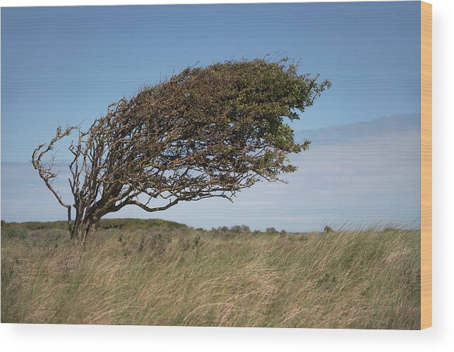 Slant Wood Print featuring the photograph Slanting tree by Anges Van der Logt