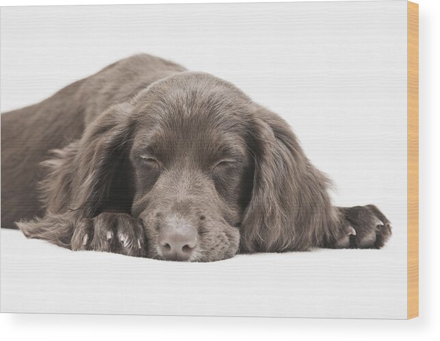 Pets Wood Print featuring the photograph Sleeping cocker spaniel by Andrew Bret Wallis