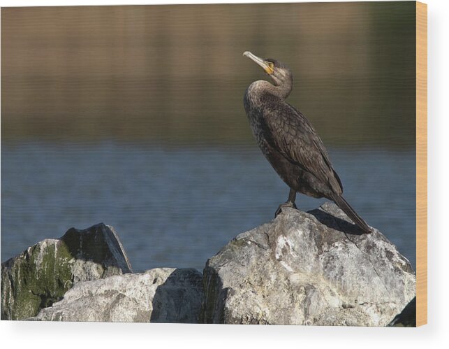 Feathers Wood Print featuring the photograph Sleeping Cormorant on rocks by Stephen Melia