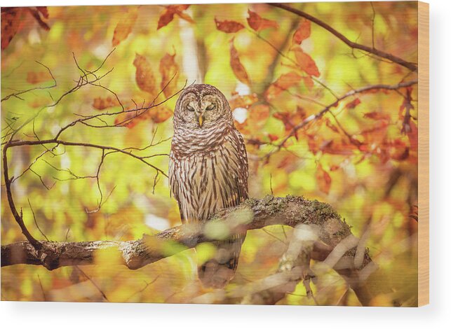 Barred Owl Wood Print featuring the photograph Sleeping Owl In Autumn by Jordan Hill