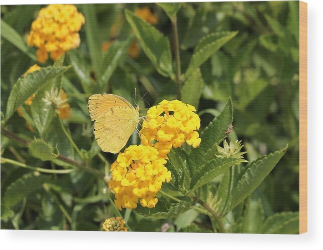 Nature Wood Print featuring the photograph Sleepy Orange Butterfly on Yellow Lantana by Sheila Brown