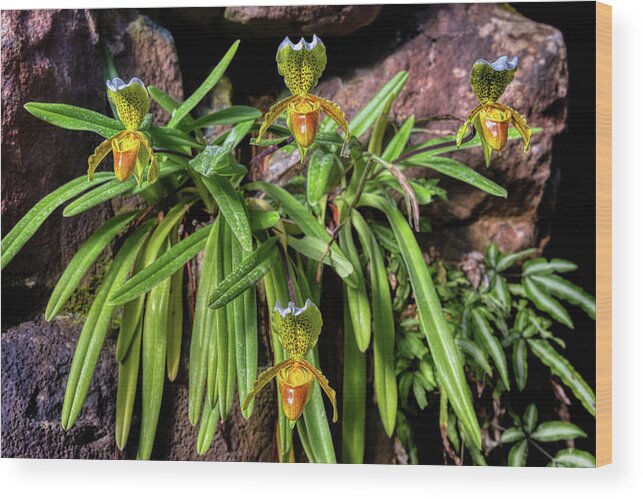Slipper Wood Print featuring the photograph Slipper Orchids by Micah Offman