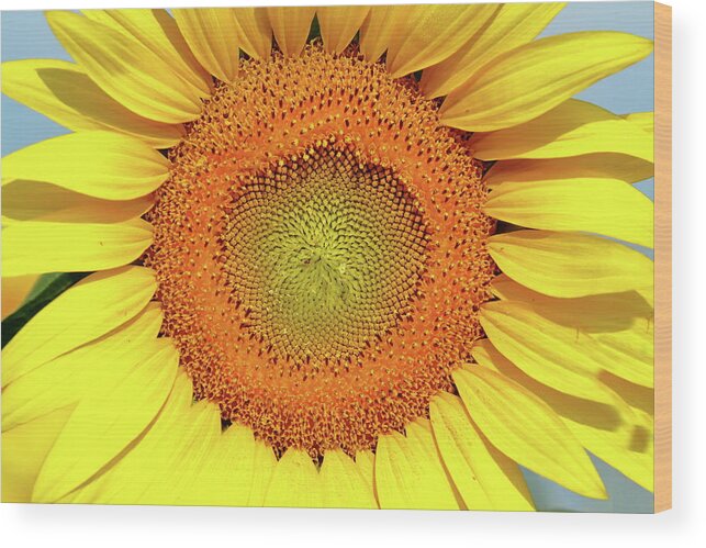 Sunflower Wood Print featuring the photograph Smile by Lens Art Photography By Larry Trager