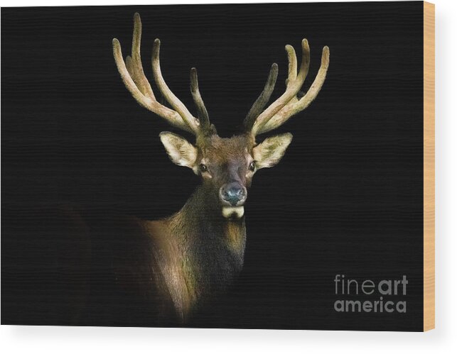 Smoky Mountains Wood Print featuring the photograph Smoky Mountains Elk Portrait by Theresa D Williams
