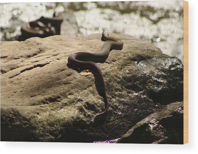 Jane Ford Wood Print featuring the photograph Snake on a rock by Jane Ford