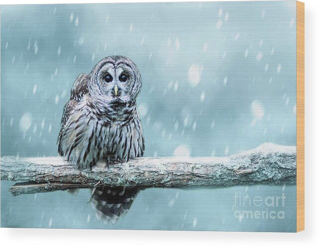 Bird Wood Print featuring the photograph Snow Bound Barred Owl by Ed Taylor