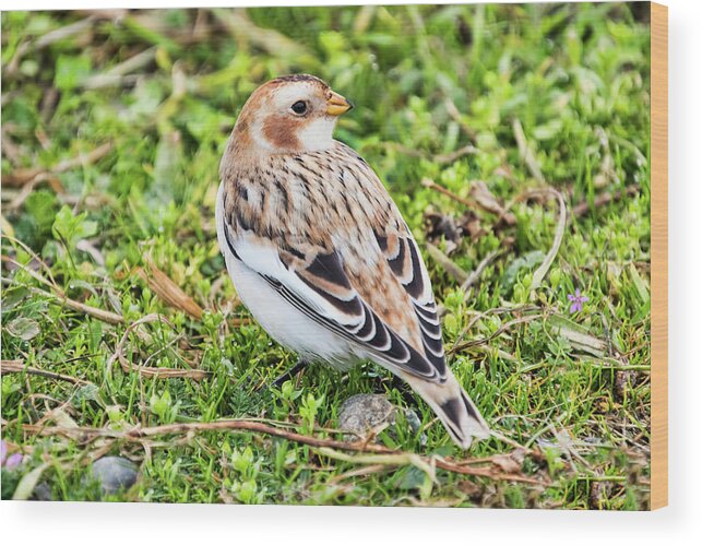 Snow Bunting Wood Print featuring the photograph Snow Bunting by Peggy Collins
