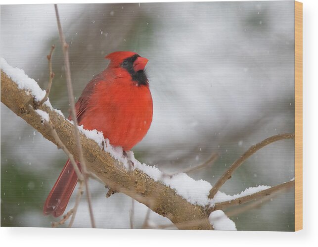 Bird Wood Print featuring the photograph Snow Cardinal by Fred DeSousa