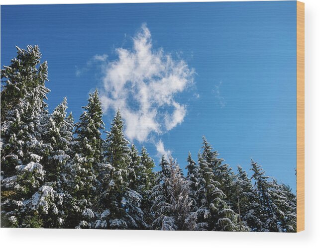 Weather Wood Print featuring the photograph Snow Covered Trees and Cloud by Pelo Blanco Photo