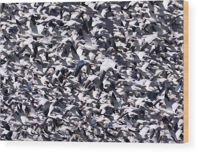 Snow Geese Wood Print featuring the photograph Snow Geese in a Crowded Sky by Flinn Hackett
