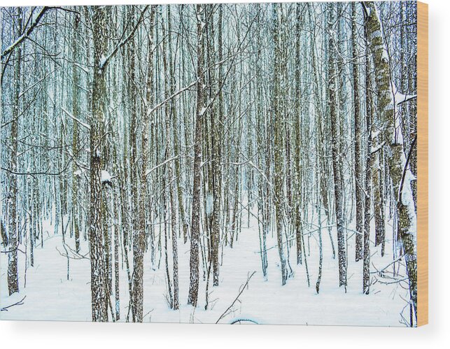 Cold Wood Print featuring the photograph Snow Grove by Addison Likins