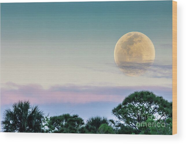 Moon Wood Print featuring the photograph Snow Moon by Tom Claud