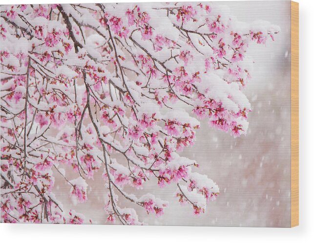 Cherry Blossoms Wood Print featuring the photograph Snow on Cherry Blossoms by Mary Ann Artz