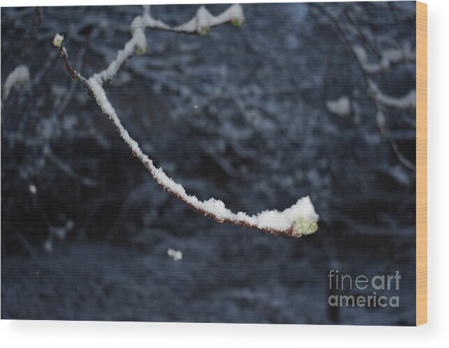 Single Branch Wood Print featuring the painting Snow Smile by Anne Cameron Cutri