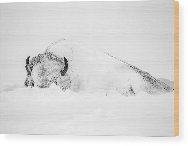 Snow Wood Print featuring the photograph Snowy Buffalo by D Robert Franz