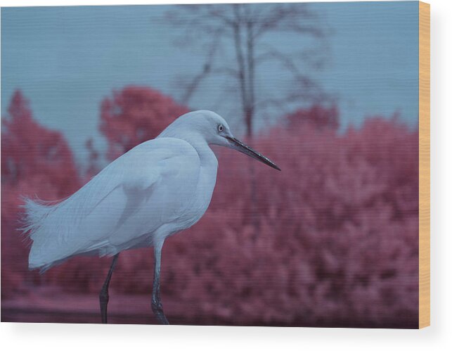 Bird Wood Print featuring the photograph Snowy Egret in Infrared by Carolyn Hutchins