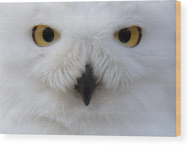 Animal Themes Wood Print featuring the photograph Snowy Owl by Sam Kirk