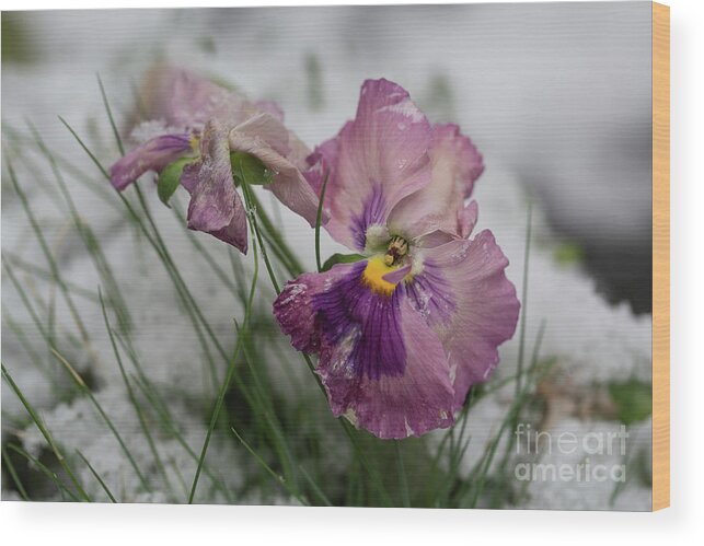 Pansies Wood Print featuring the photograph Snowy Pansies by Eva Lechner