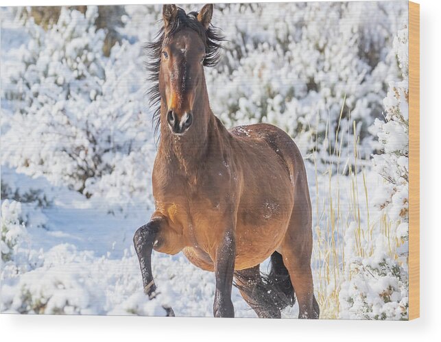 Nevada Wood Print featuring the photograph Snowy Stallion Portrait by Marc Crumpler