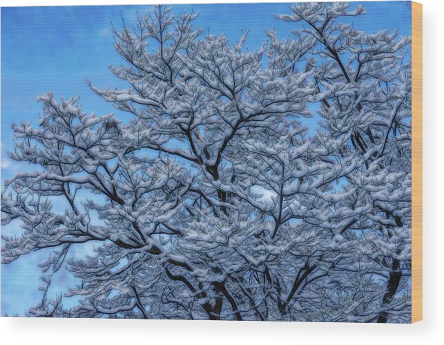 Snow Wood Print featuring the photograph Snowy Tree by Crystal Wightman